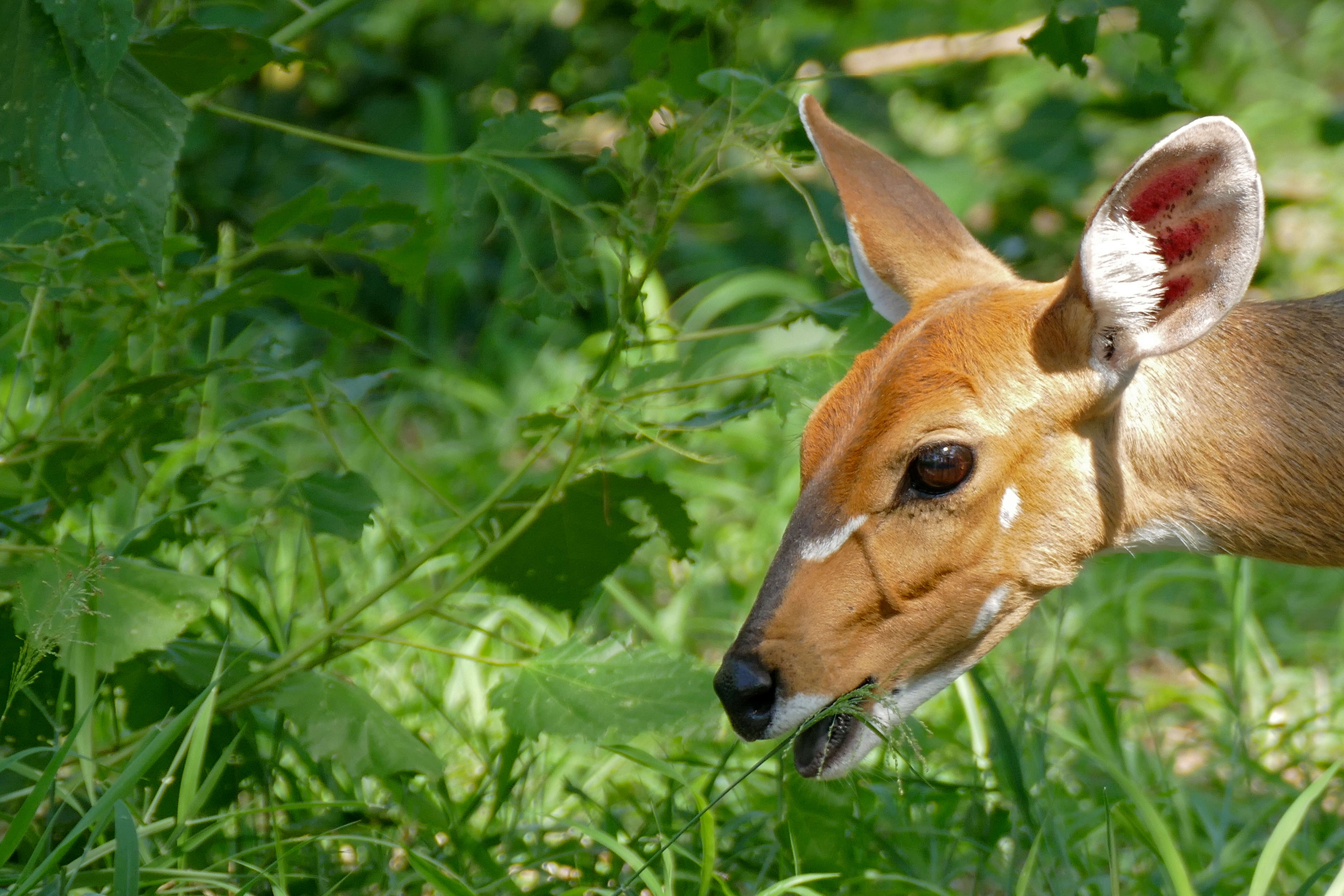 Image of Spiral-horned Antelope