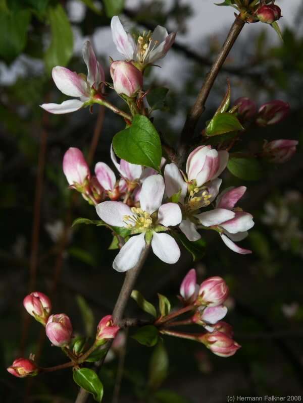 Image of Crab Apple