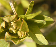 Image de Comandra umbellata (L.) Nutt.