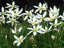 Imagem de Zephyranthes candida (Lindl.) Herb.