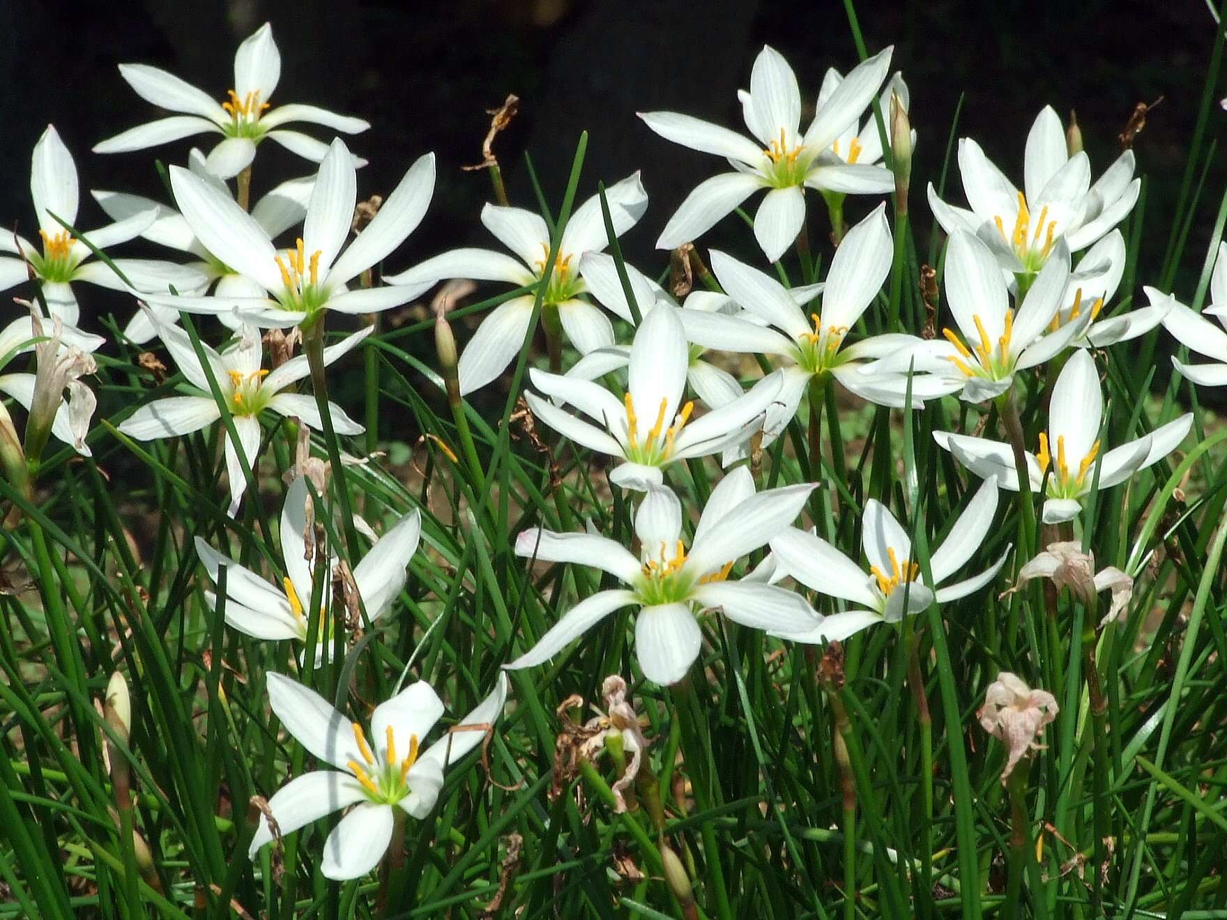 Imagem de Zephyranthes candida (Lindl.) Herb.