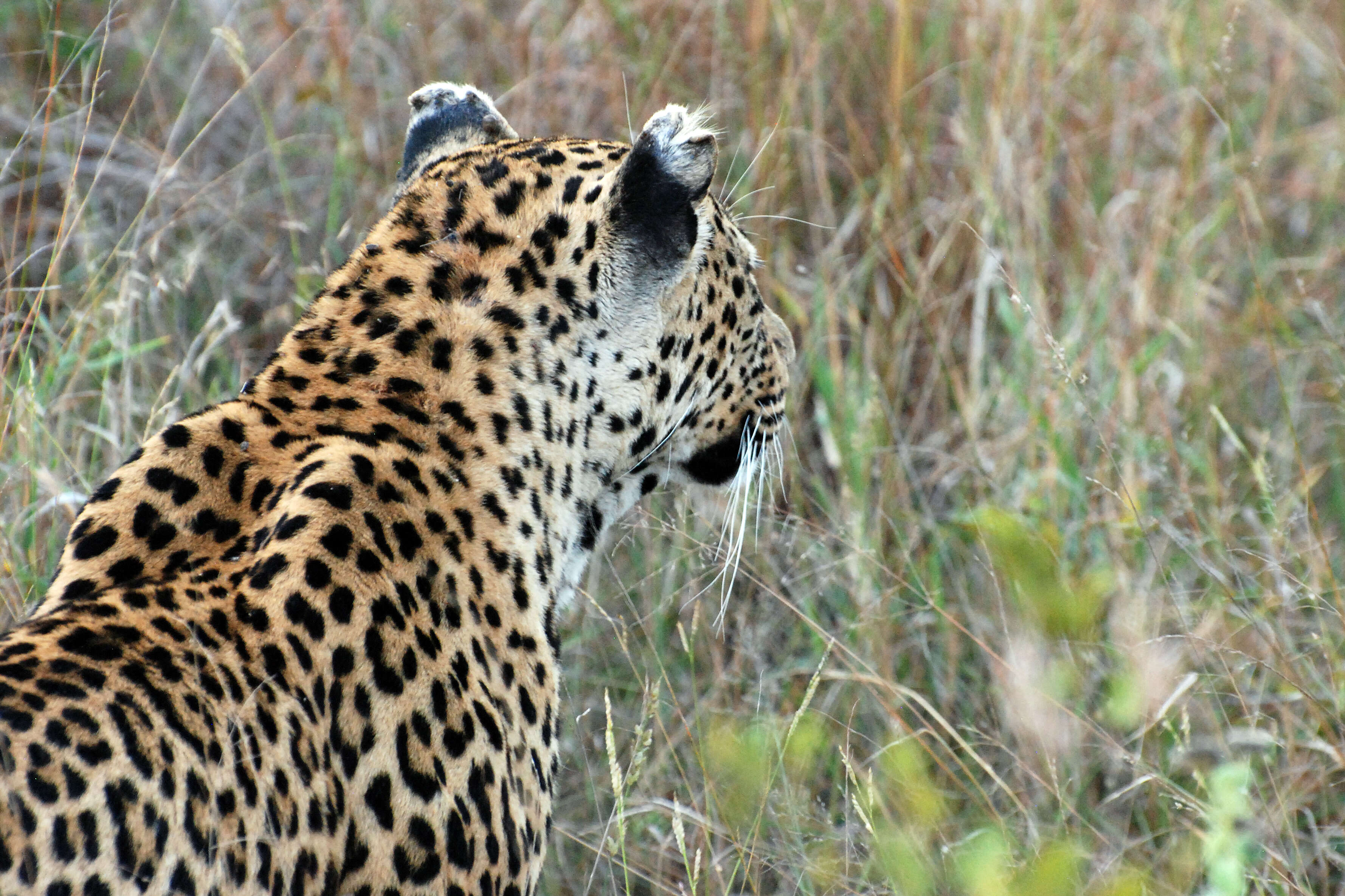 Image of Leopard