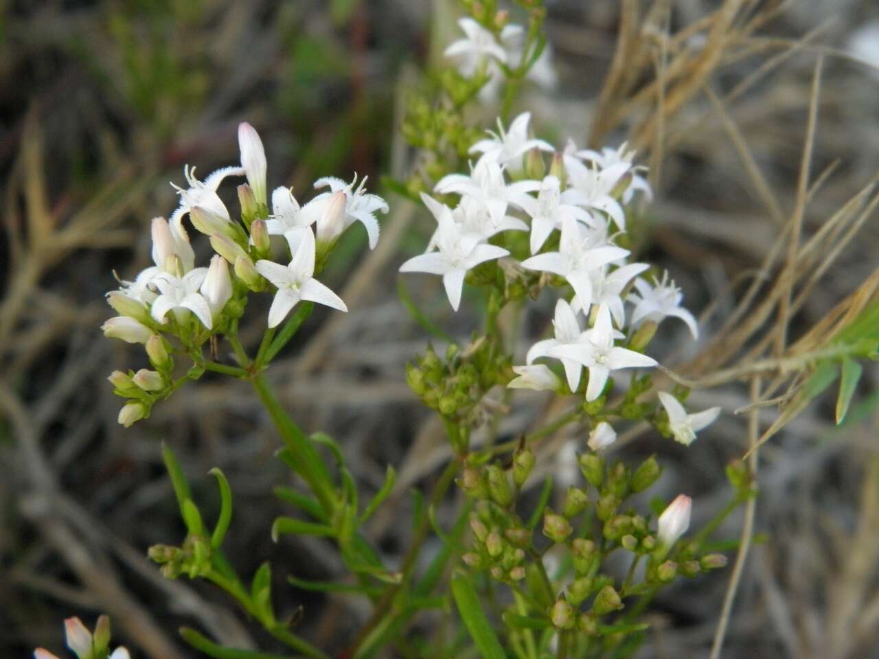 Image of diamond-flowers