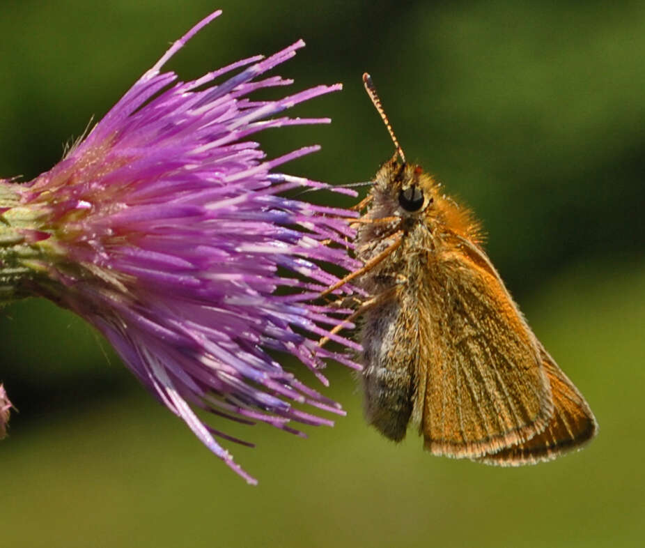 Image of essex skipper