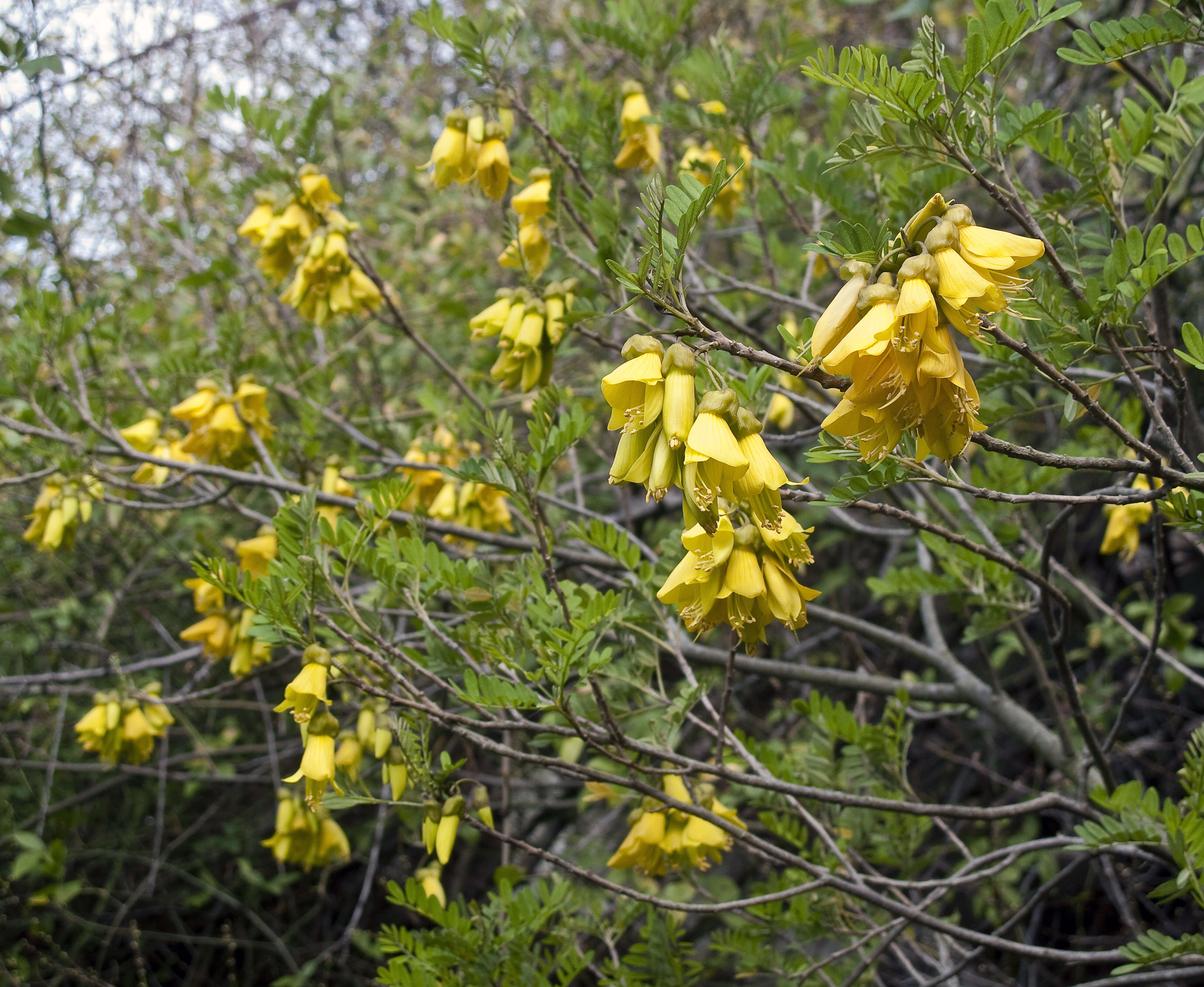 Image of Sophora howinsula (W. R. B. Oliv.) P. S. Green