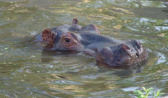 Image of Common Hippopotamus