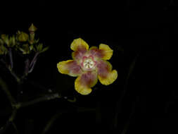 Image de Prestonia longifolia (Sessé & Moç.) J. F. Morales