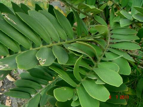 Image of zamia