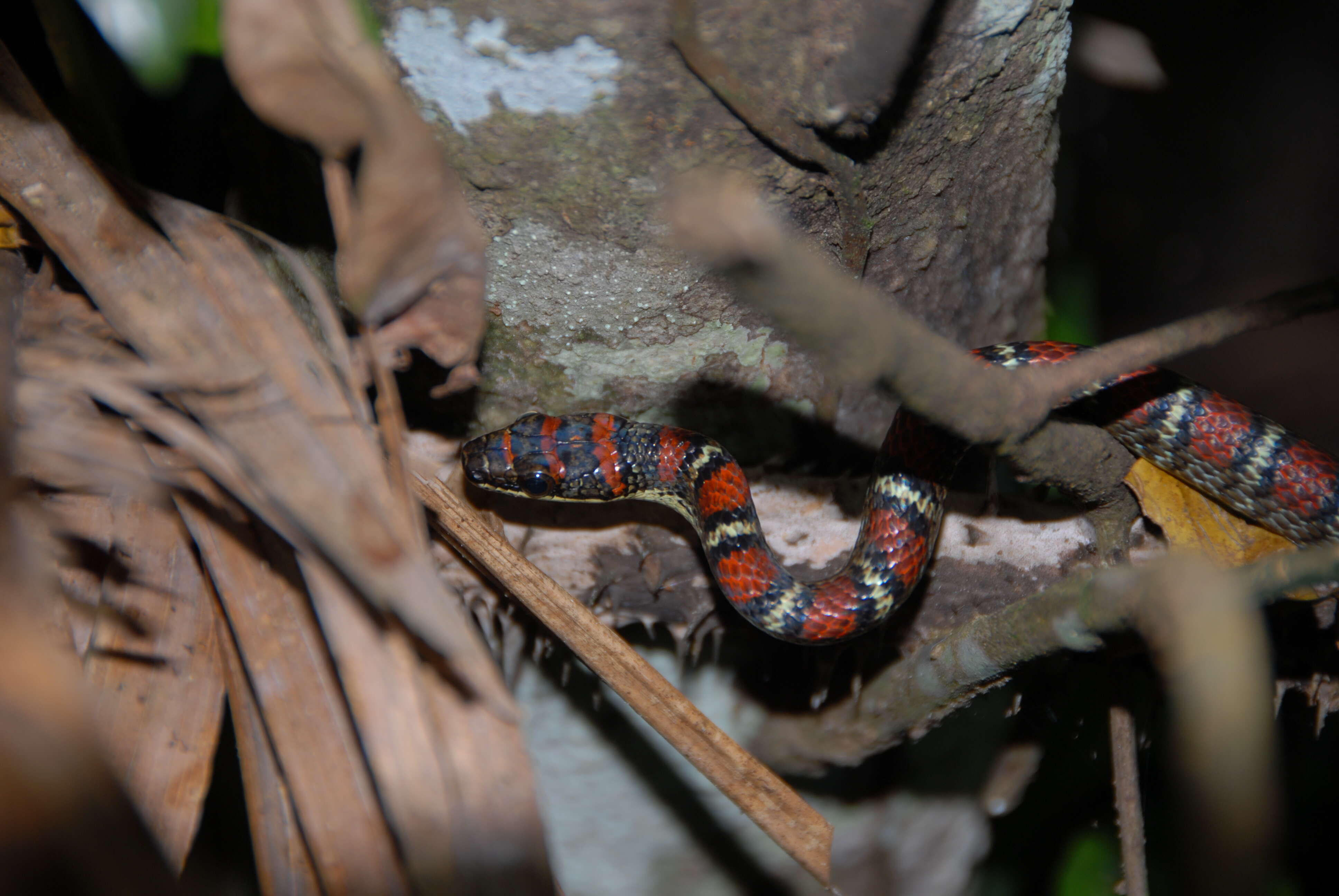 Image of Banded Flying Snake