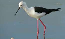 Image of Black-winged Stilt