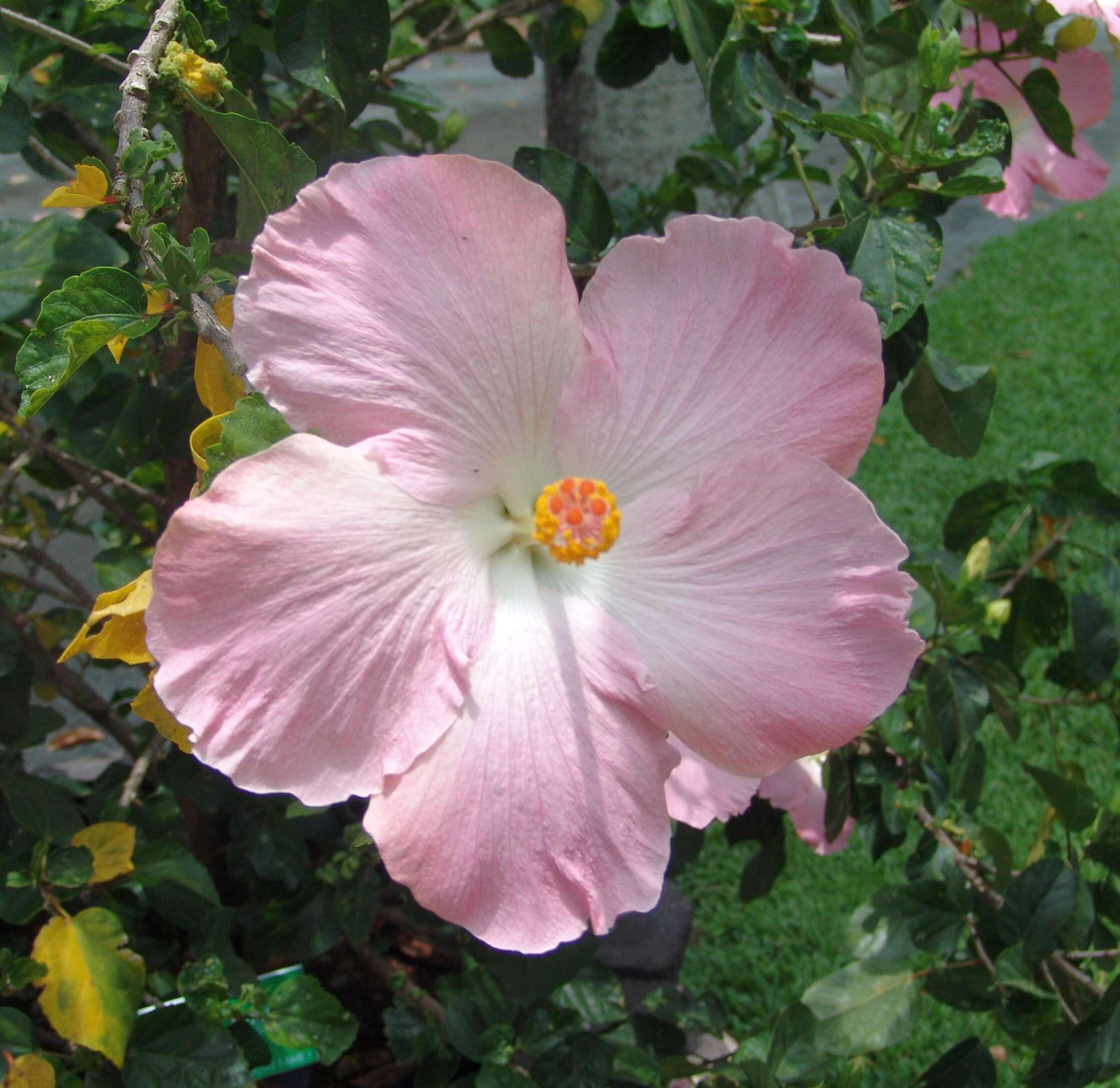 Image of rosemallow