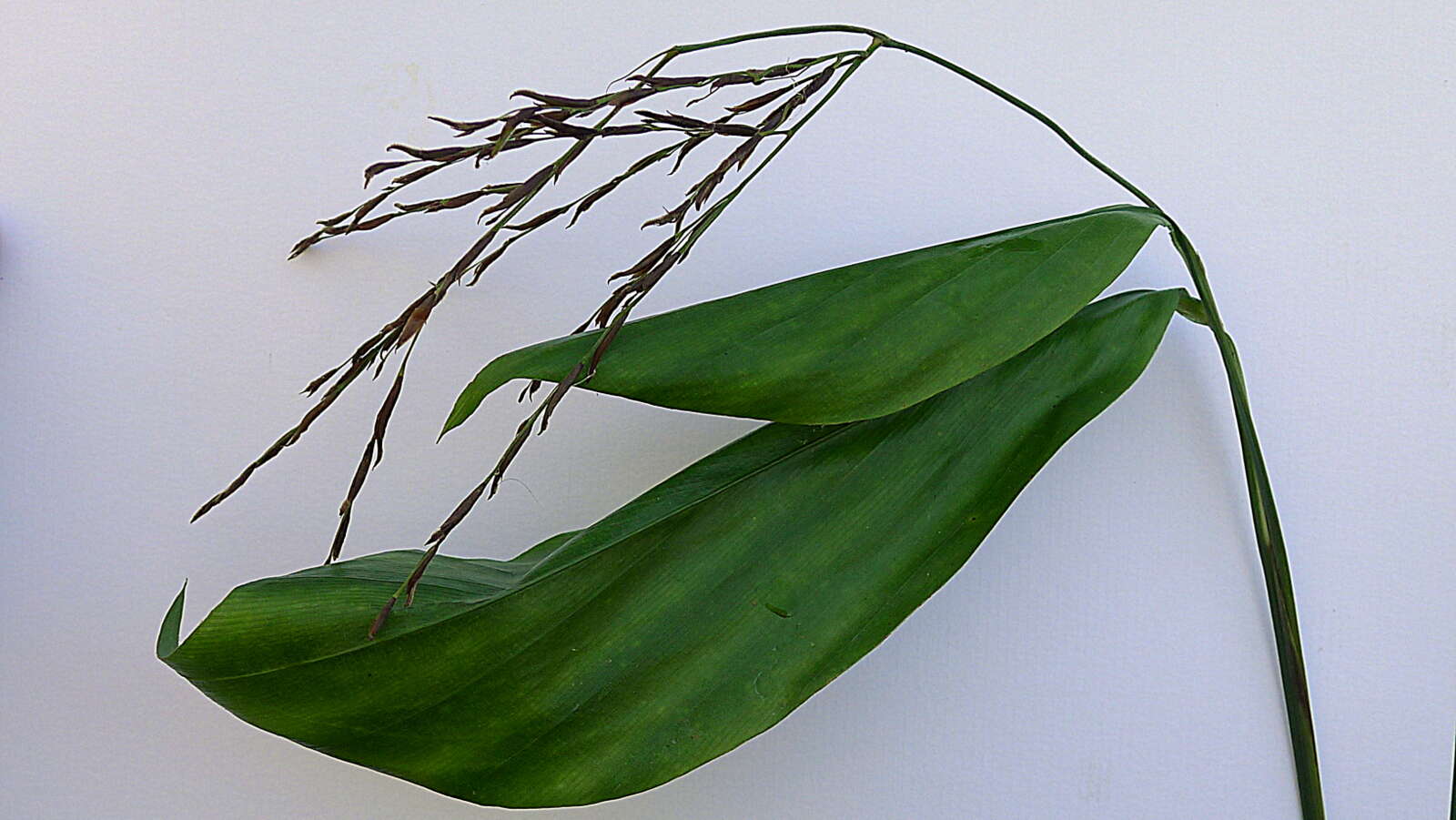 Image of stalkgrass