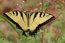 Image of Papilio