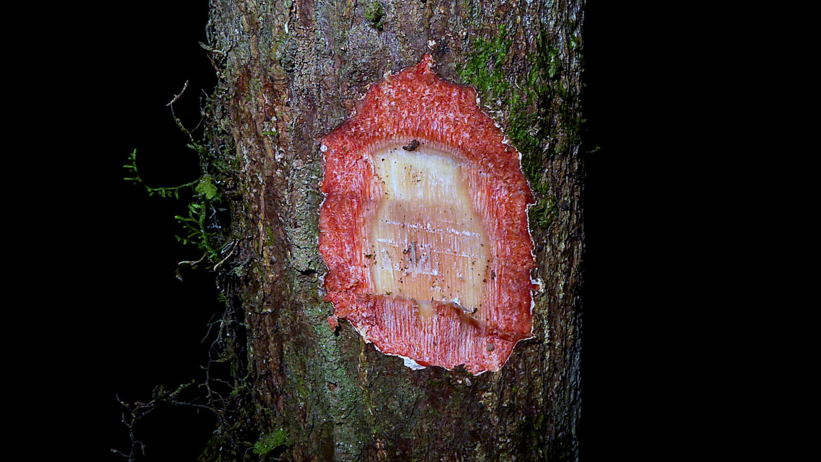 صورة Ouratea gigantophylla (Erhard) Engl.