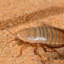 Image of tawny Banded Cockroach