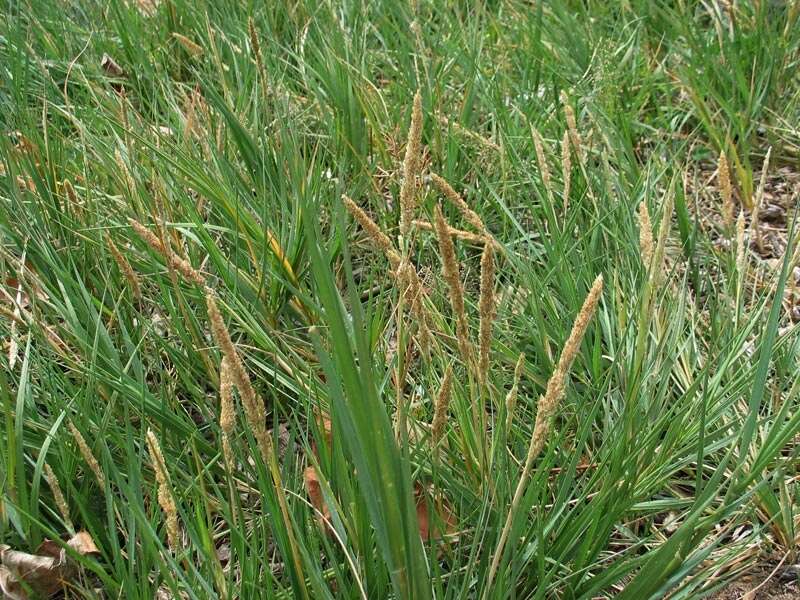 Image of seashore dropseed