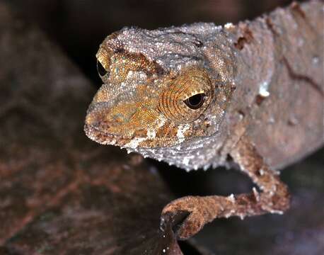 Image of Stumptail chameleons