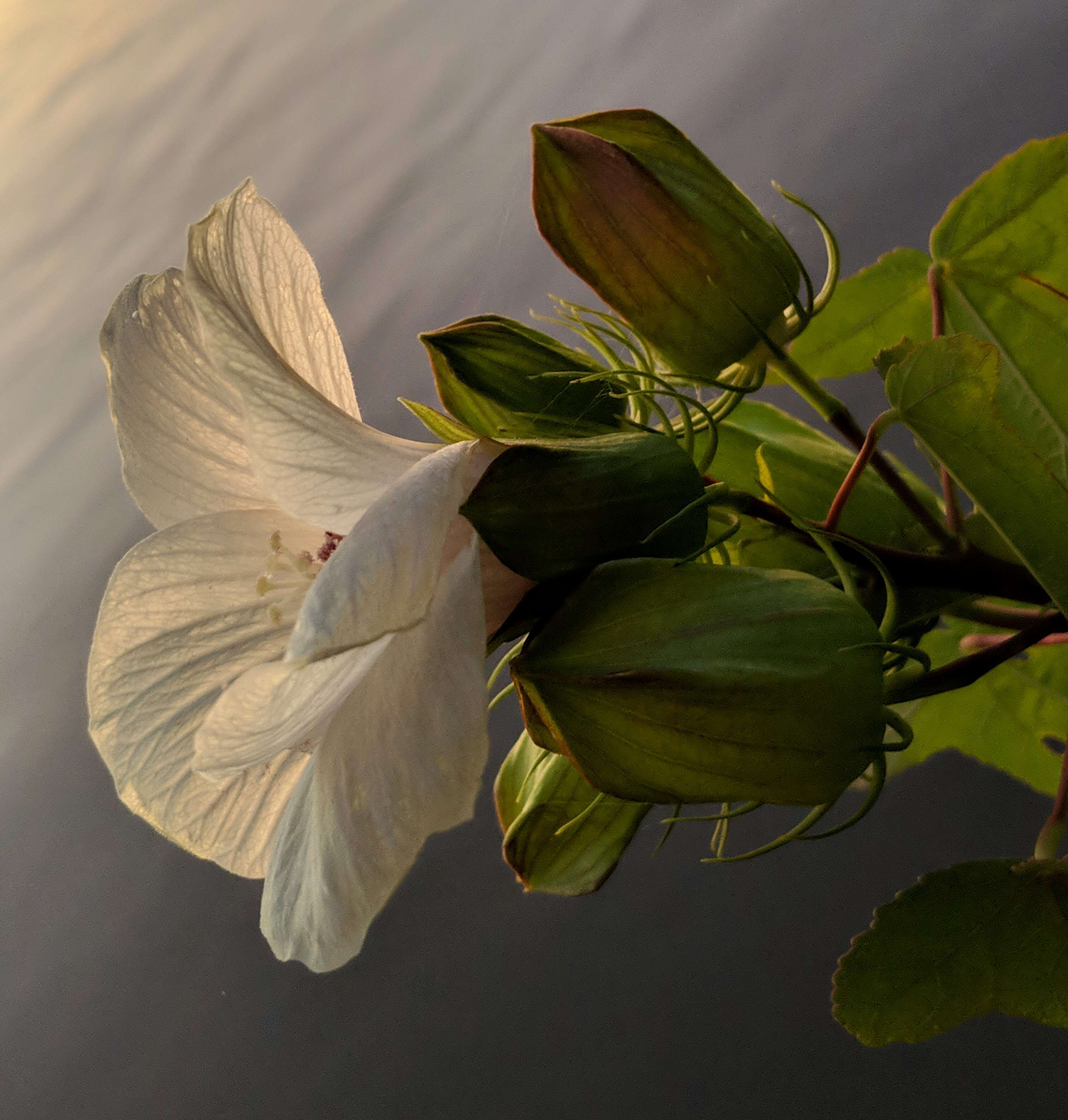 Image of halberdleaf rosemallow