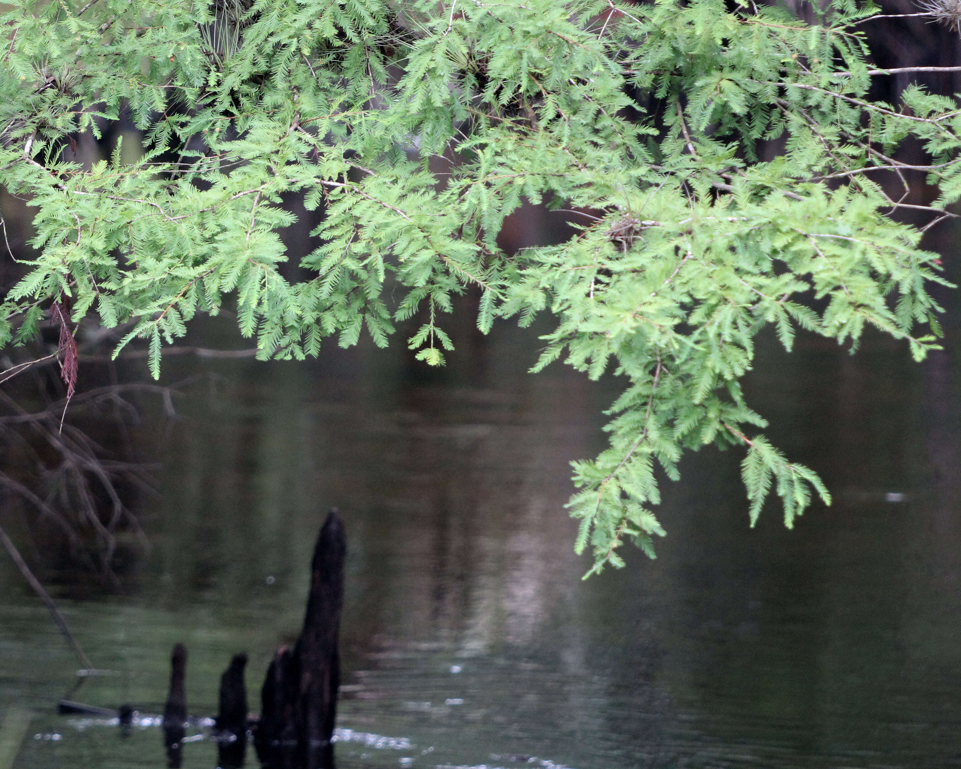 Image of bald cypress