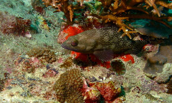 Image of Speckled-fin Rockcod