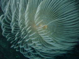 Image of European fan worm