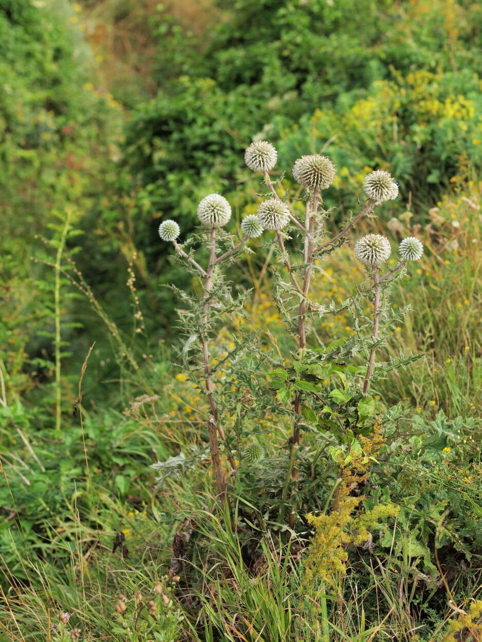 Echinops sphaerocephalus L. resmi