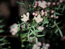 Image of Boronia muelleri (Benth.) Cheel