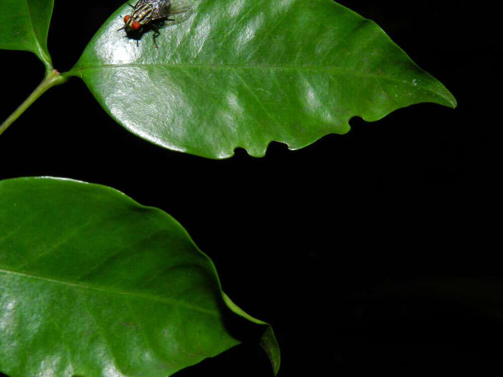 Image of Mouriri tuberculata T. Morley & K. Thomsen