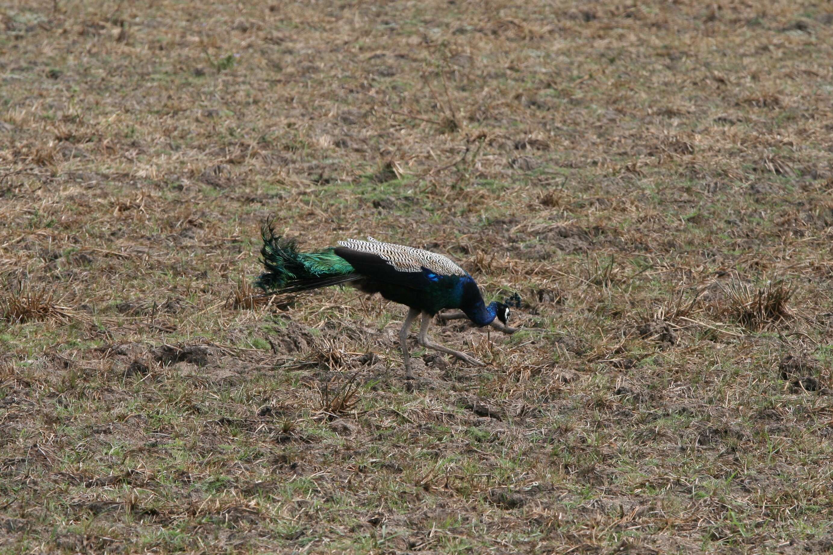 Image of Pavo Linnaeus 1758