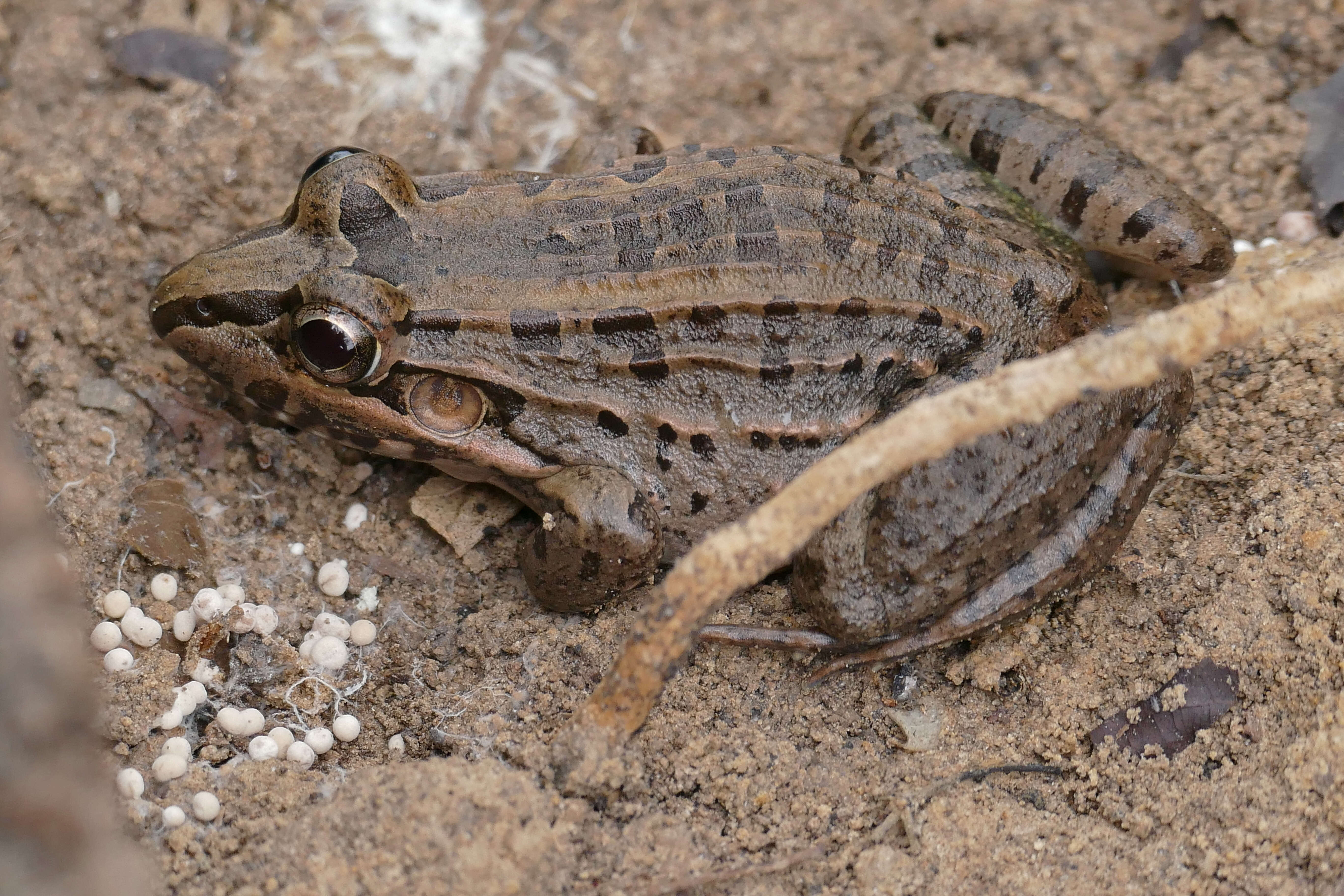 Image of Criolla Frog