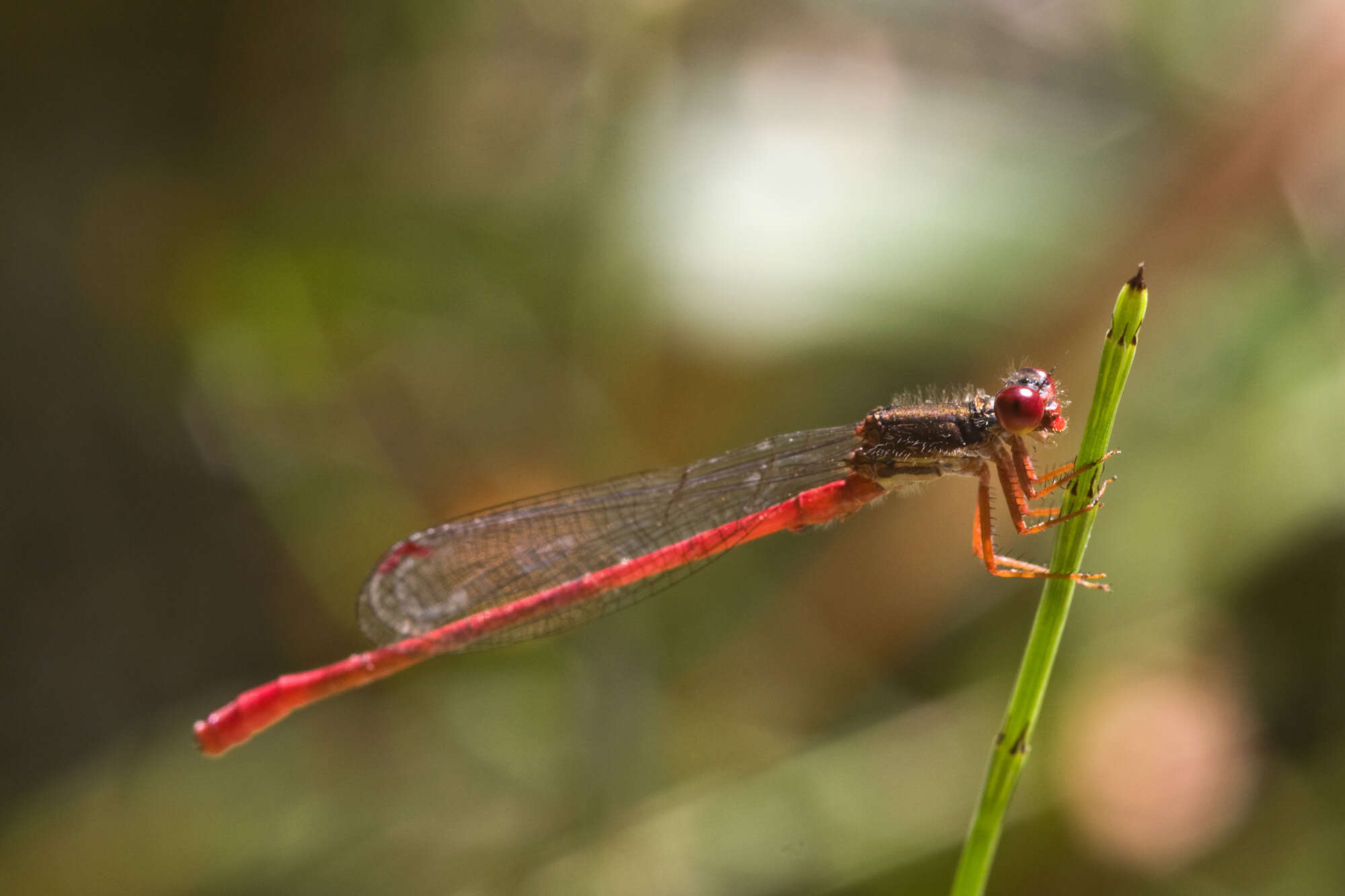 Image of Ceriagrion Selys 1876