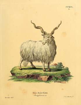 Image of Domestic Sheep