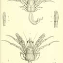 Imagem de Dardanus hessii (Miers 1884)