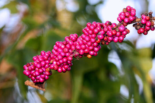 Image of Callicarpa