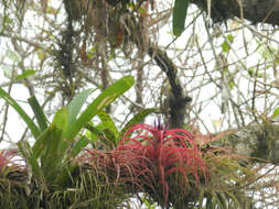 Imagem de Tillandsia brachycaulos Schltdl.