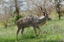 Image of Spiral-horned Antelope