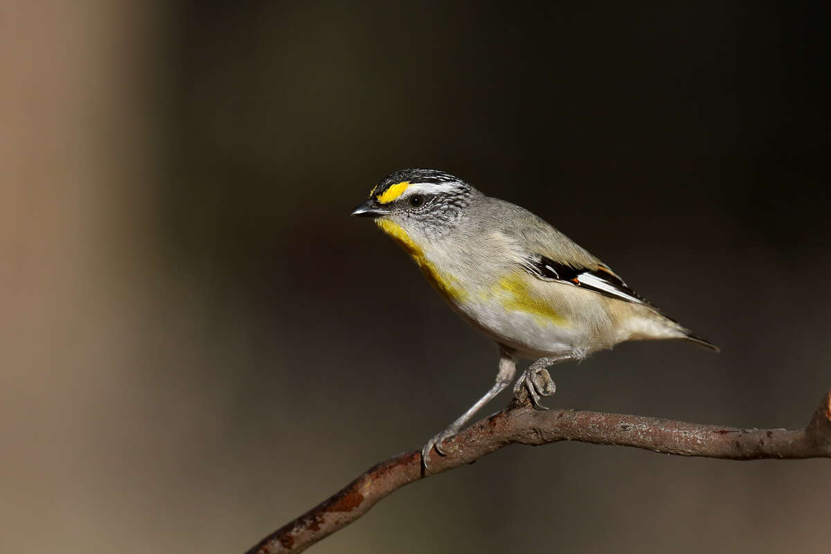 Image of pardalotes