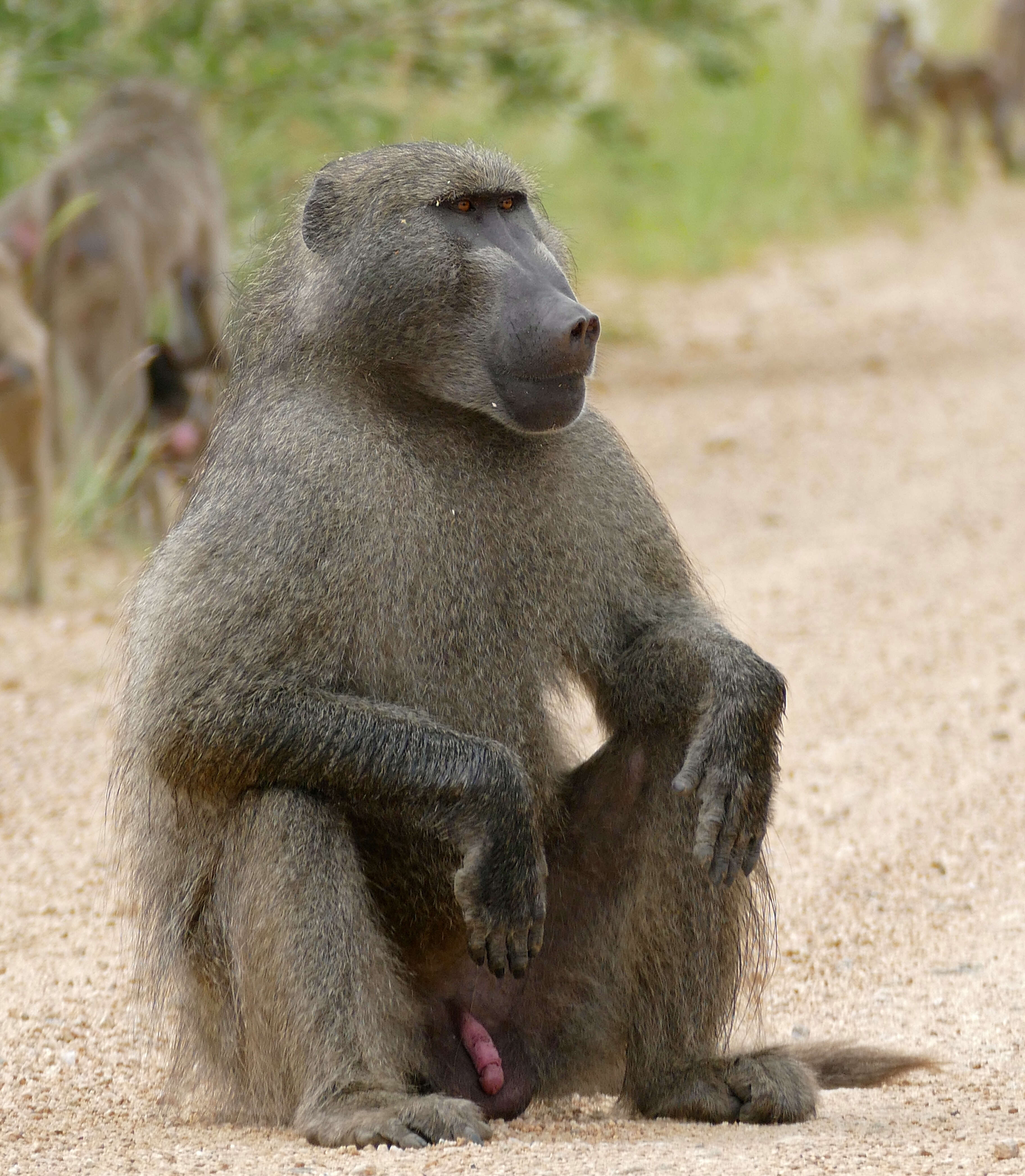 Image de Babouin chacma