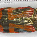 Image of Castiarina ignota (Saunders 1869)