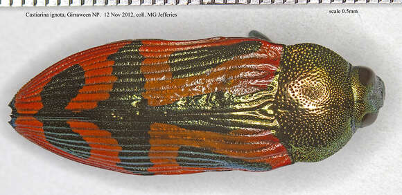 Image of Castiarina ignota (Saunders 1869)