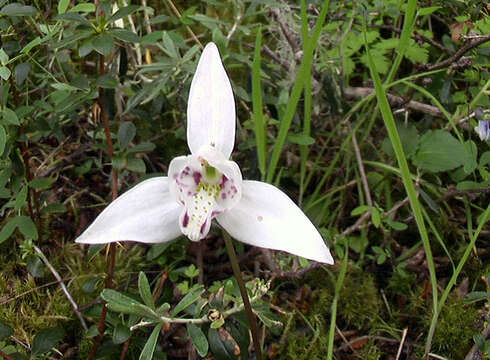 Image of Codonorchis