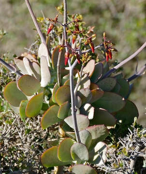 Image of pig's ear