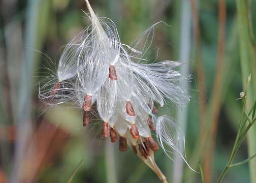 Image of whorled milkweed