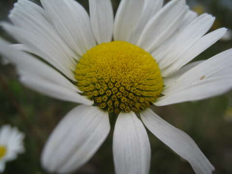 Слика од Leucanthemum