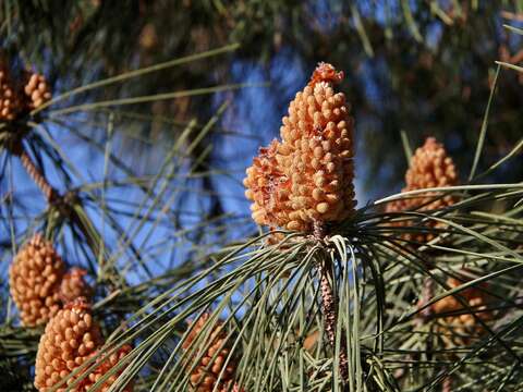 Plancia ëd Pinus