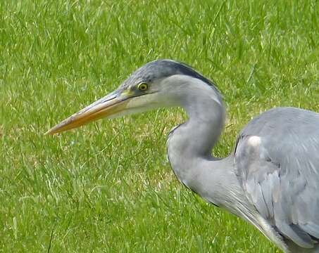 Image of Grey Heron