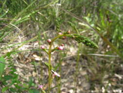 Image de Stylidium graminifolium Sw. ex Willd.