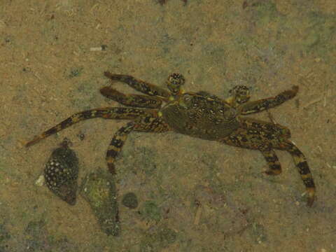 Image of marsh crabs, shore crabs, and talon crabs