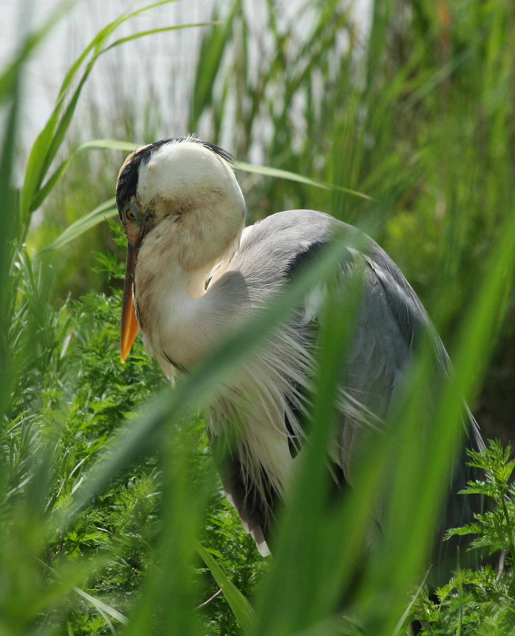 Image of Grey Heron