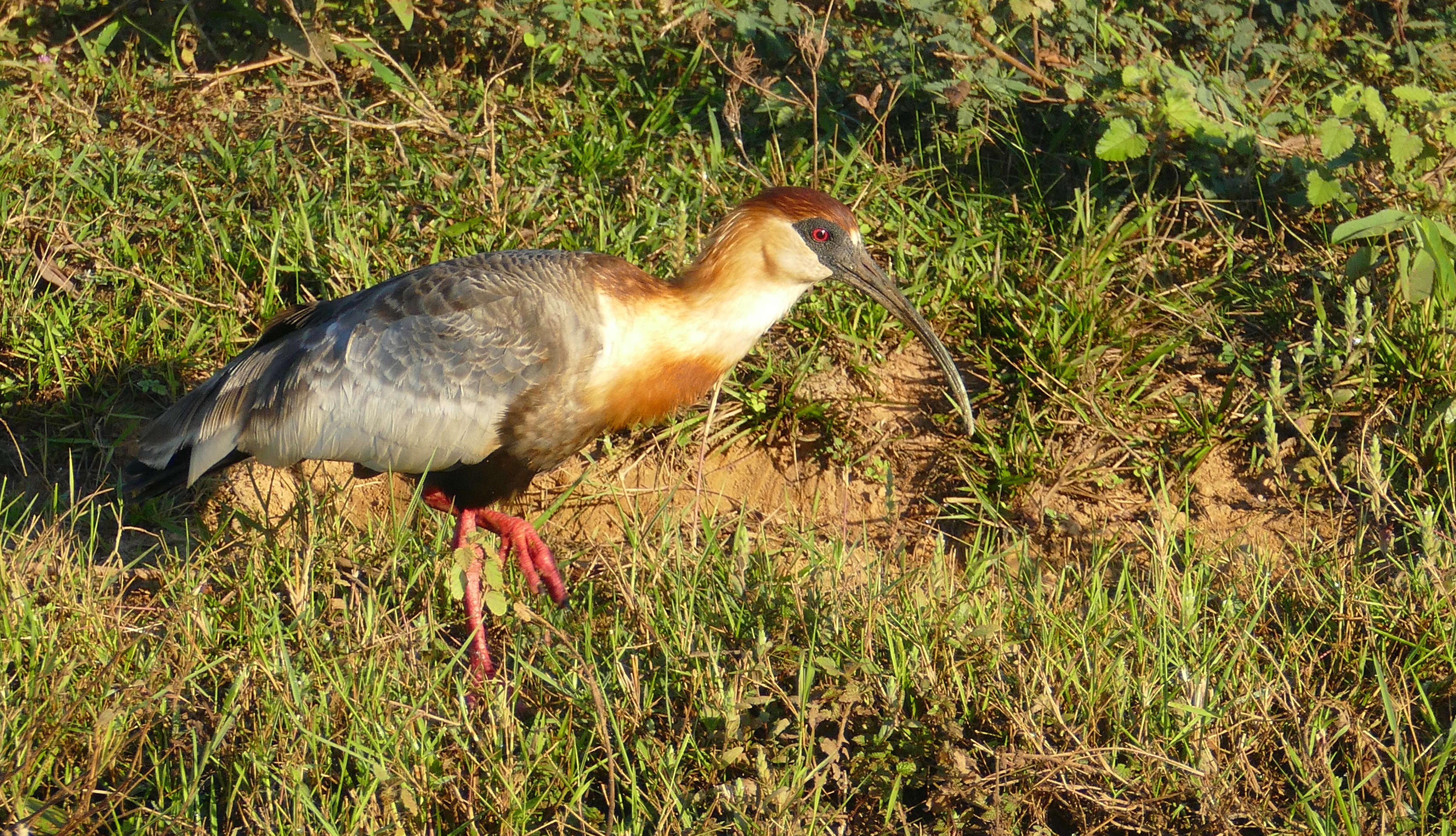 Image of Buff-necked Ibis